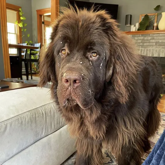 Newfoundland With a Mullet